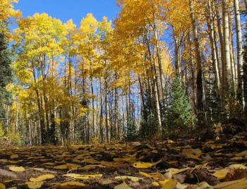 Aspens on Gold Bar Road in Mineral County (photo by Bob Seago)